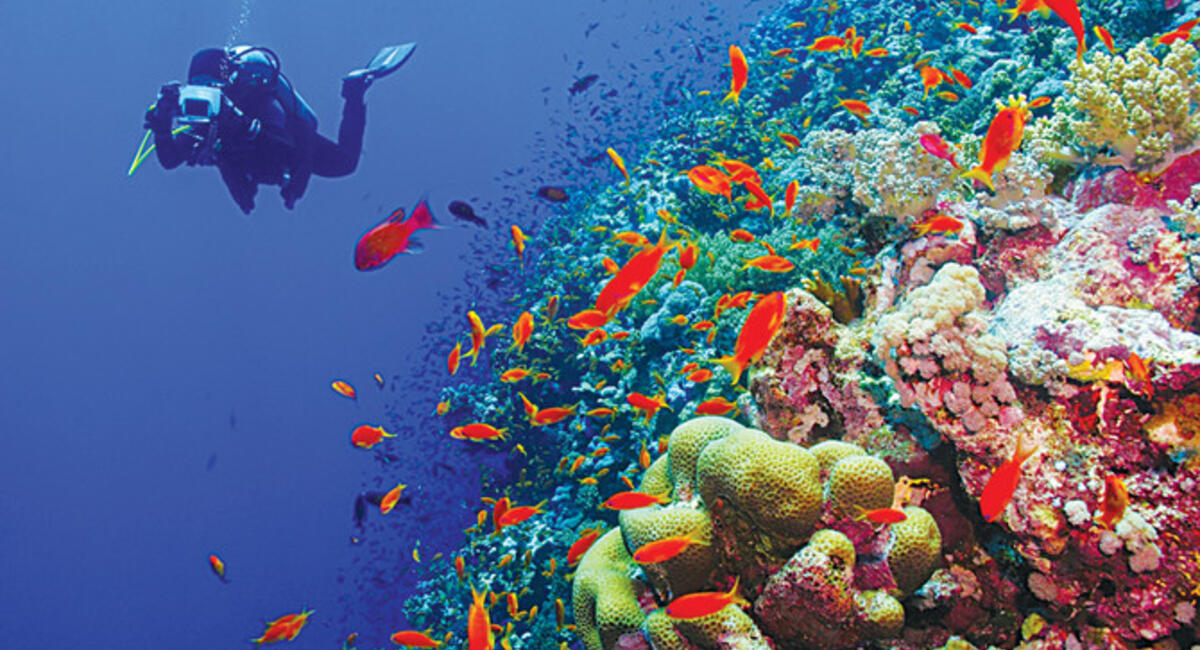 coral reefs